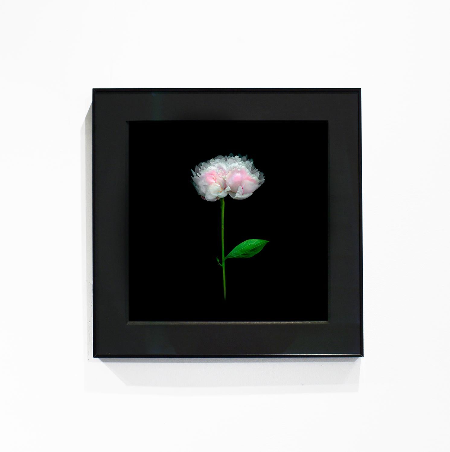 Peony 064 (Modern Floral Still Life Photograph of Light Pink Flower on Black) 1