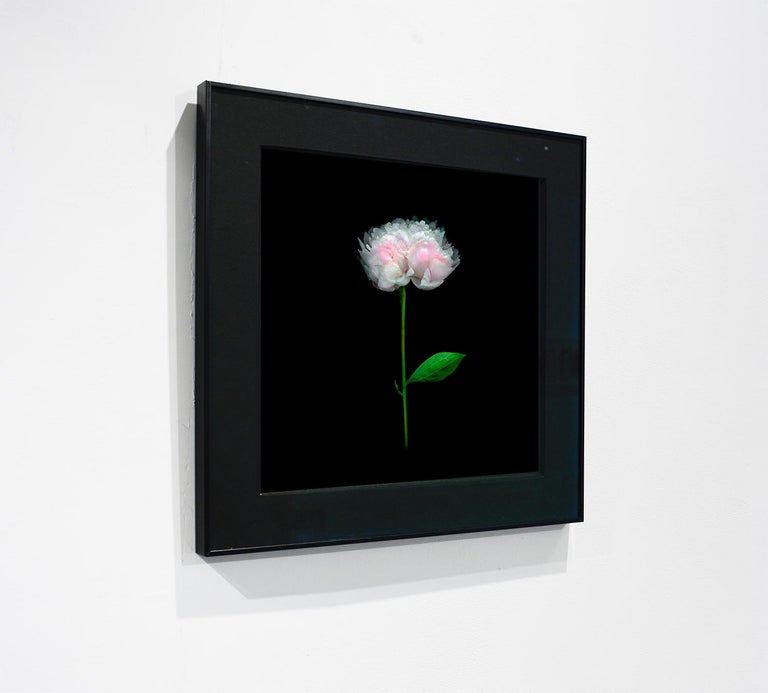 Peony 064 (Framed Floral Still Life Photograph of Light Pink Flower on Black) For Sale 1