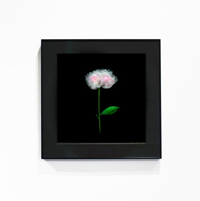 Peony 064 (Framed Floral Still Life Photograph of Light Pink Flower on Black) For Sale 2