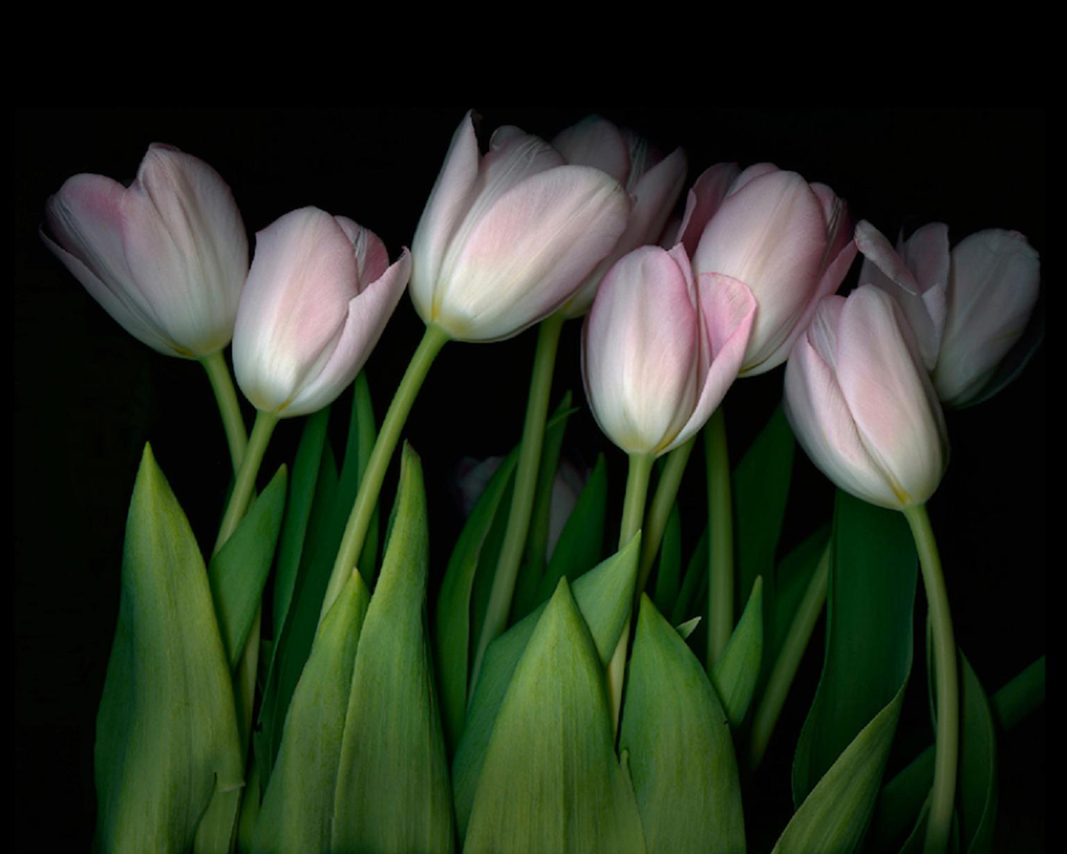 Pink Tulips (Modern Still Life Photograph of Pink & Green Flowers on Black) 