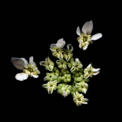 Queen Anne (Nature morte florale encadrée, photographie d'une petite fleur blanche sur fond noir) 