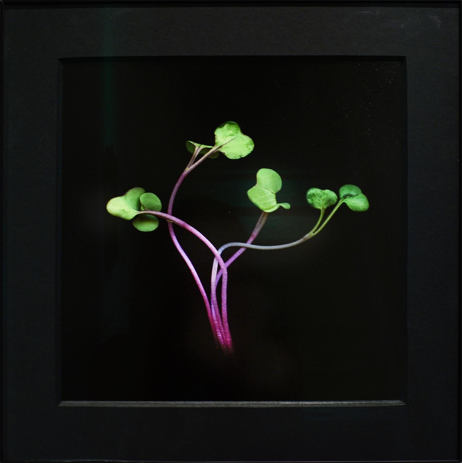 Radish Sprouts (Framed Green Vegetable Still Life Photograph on Black)  For Sale 1