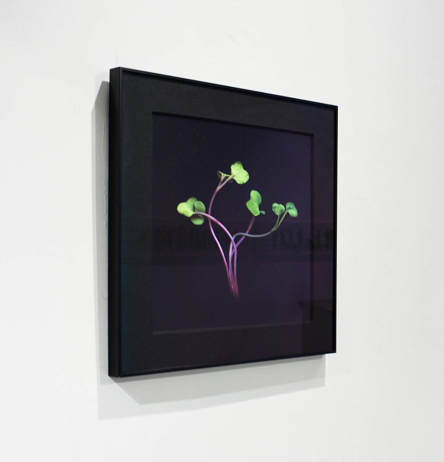 Radish Sprouts (Framed Green Vegetable Still Life Photograph on Black)  For Sale 2