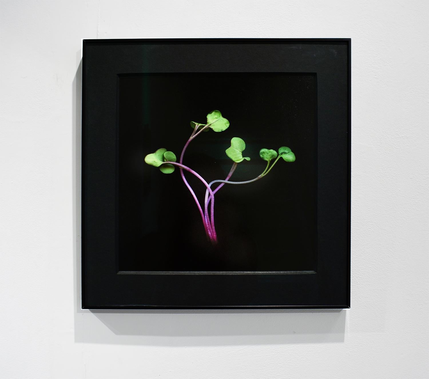 Radish Sprouts (Framed Green Vegetable Still Life Photograph on Black)  For Sale 3