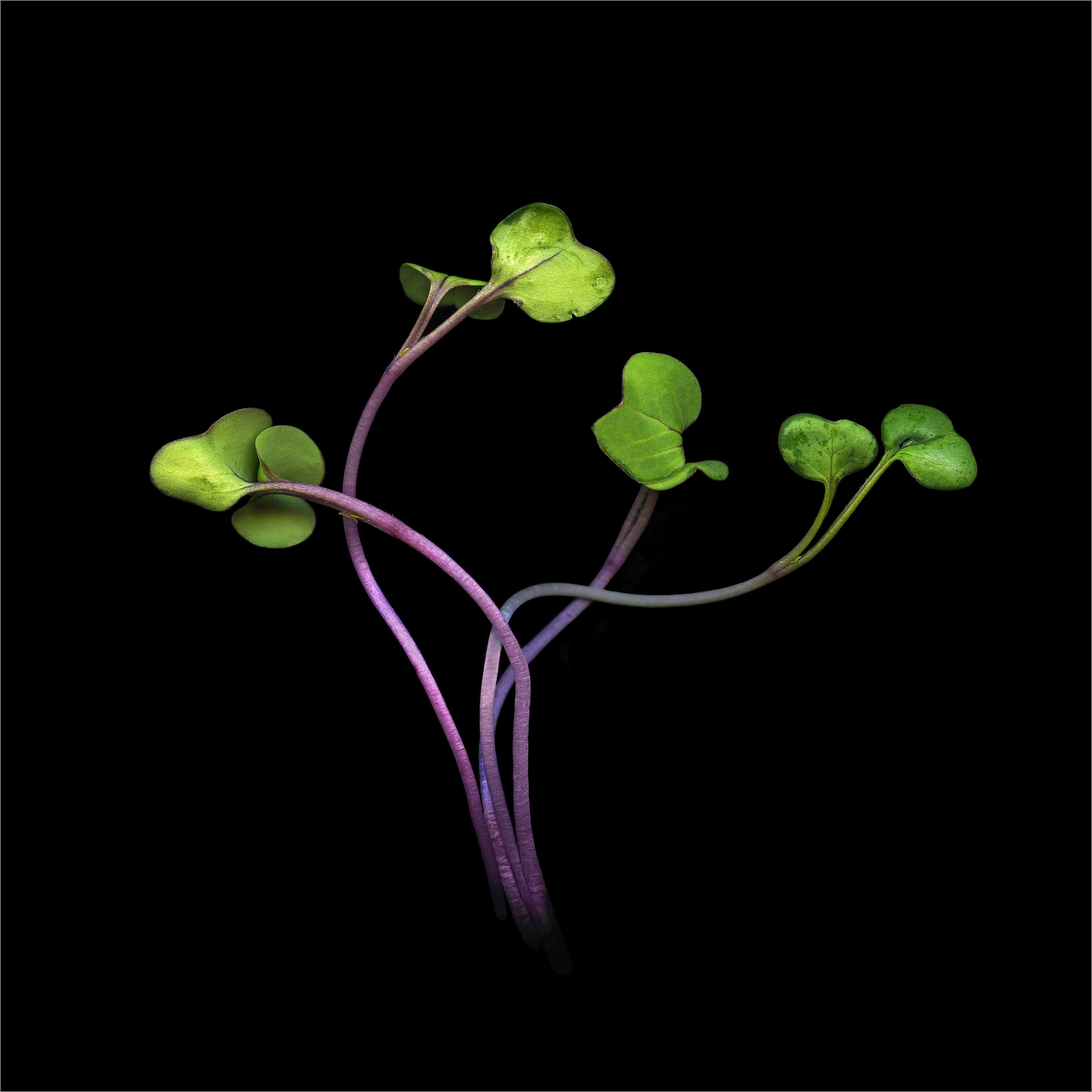Jerry Freedner Still-Life Photograph - Radish Sprouts (Framed Green Vegetable Still Life Photograph on Black) 