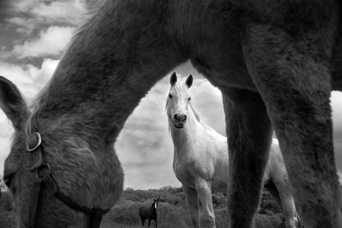 Jerry Freedner Black and White Photograph - Three Horses (Black & White Photograph of Horses in a Country Farm Landscape)
