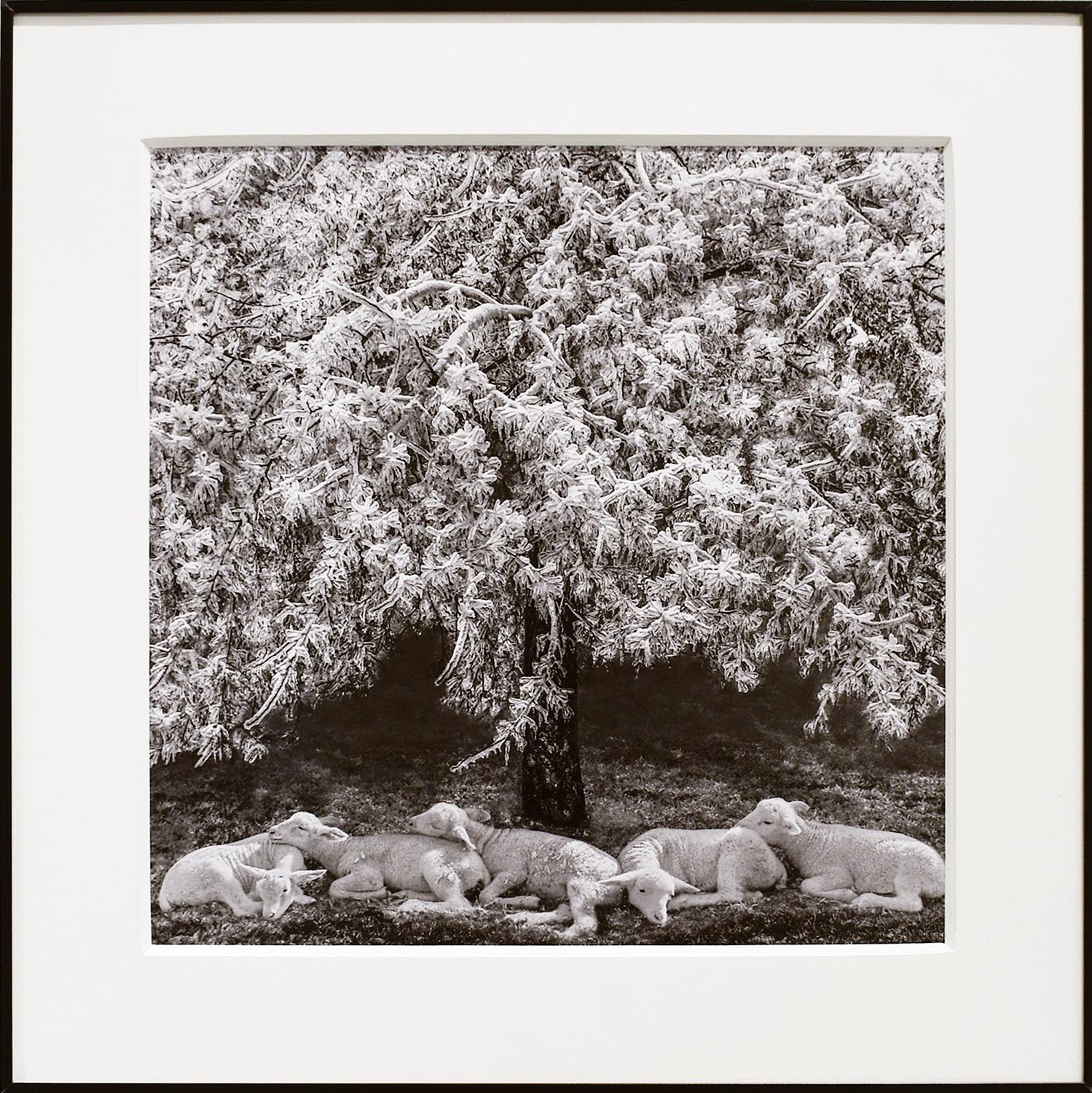 Les agneaux d'hiver (Photographie encadrée en noir et blanc d'agneaux blancs dans un paysage) - Gris Black and White Photograph par Jerry Freedner