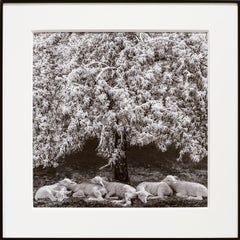 Winter Lambs (Framed Black and White Photograph of White Lambs in a Landscape)