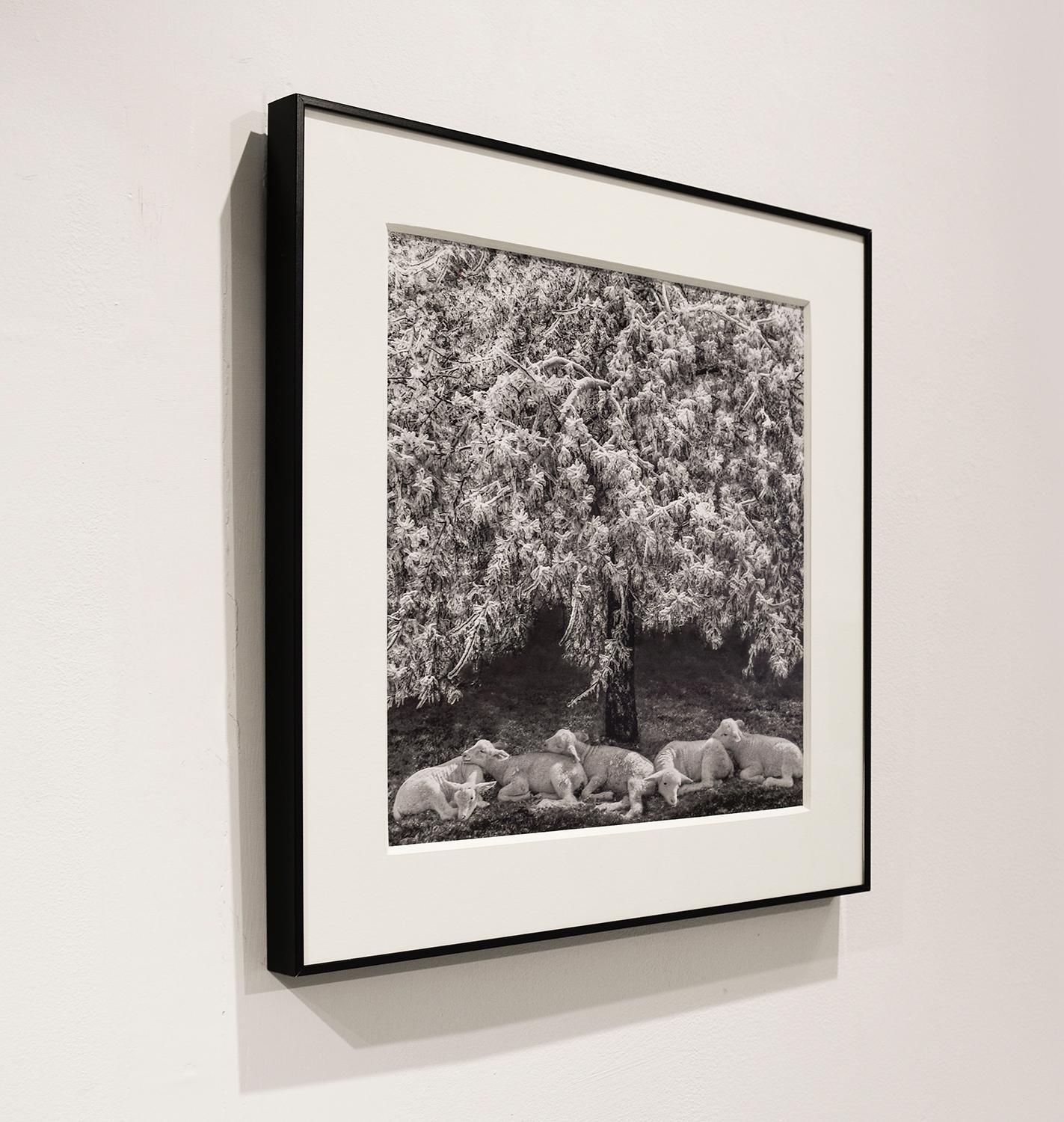 Contemporary black and white landscape photograph of white lambs sleeping under a snow capped tree
