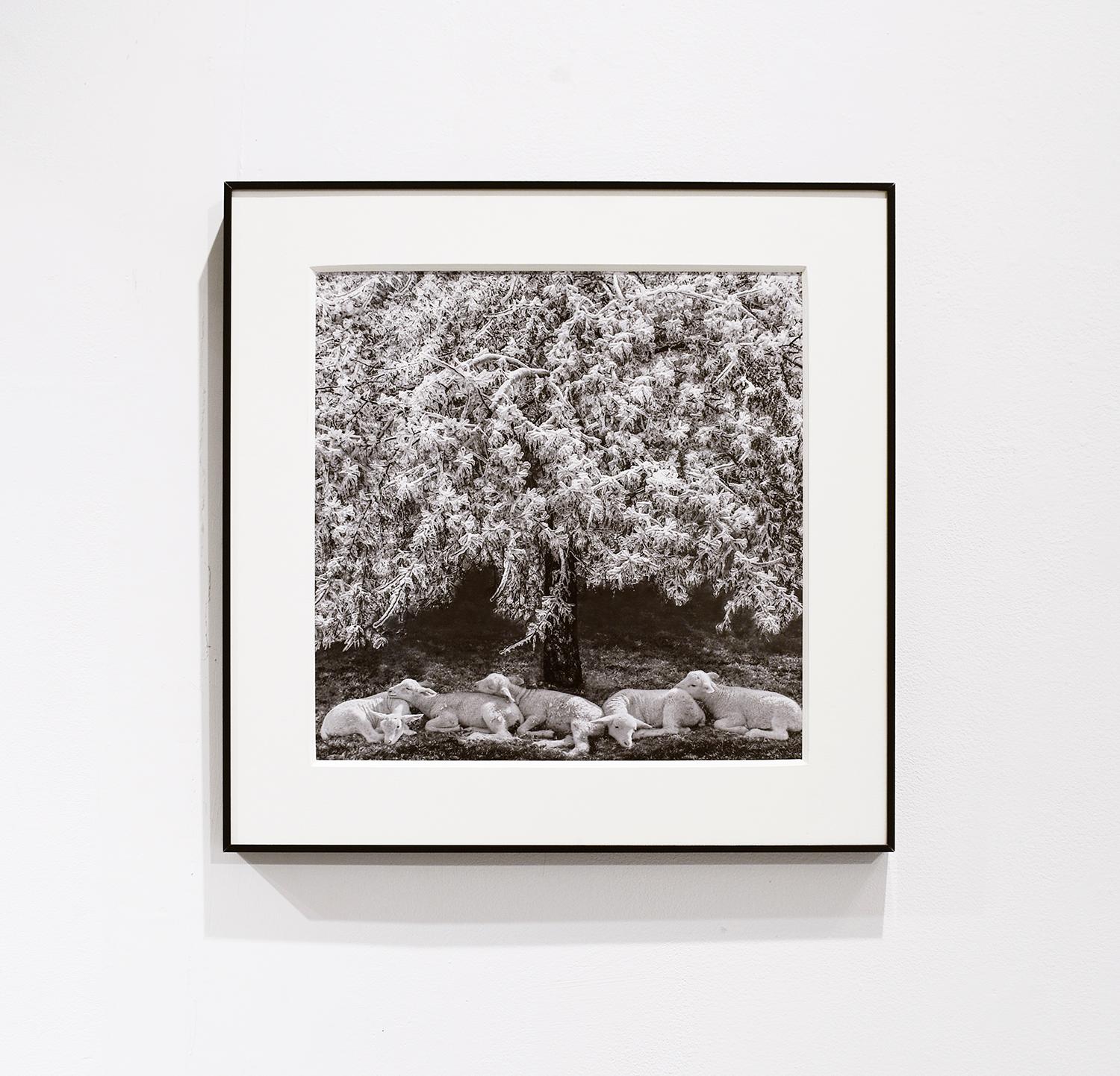 Winter Lambs (Framed Black and White Photograph of White Lambs in a Landscape) For Sale 1