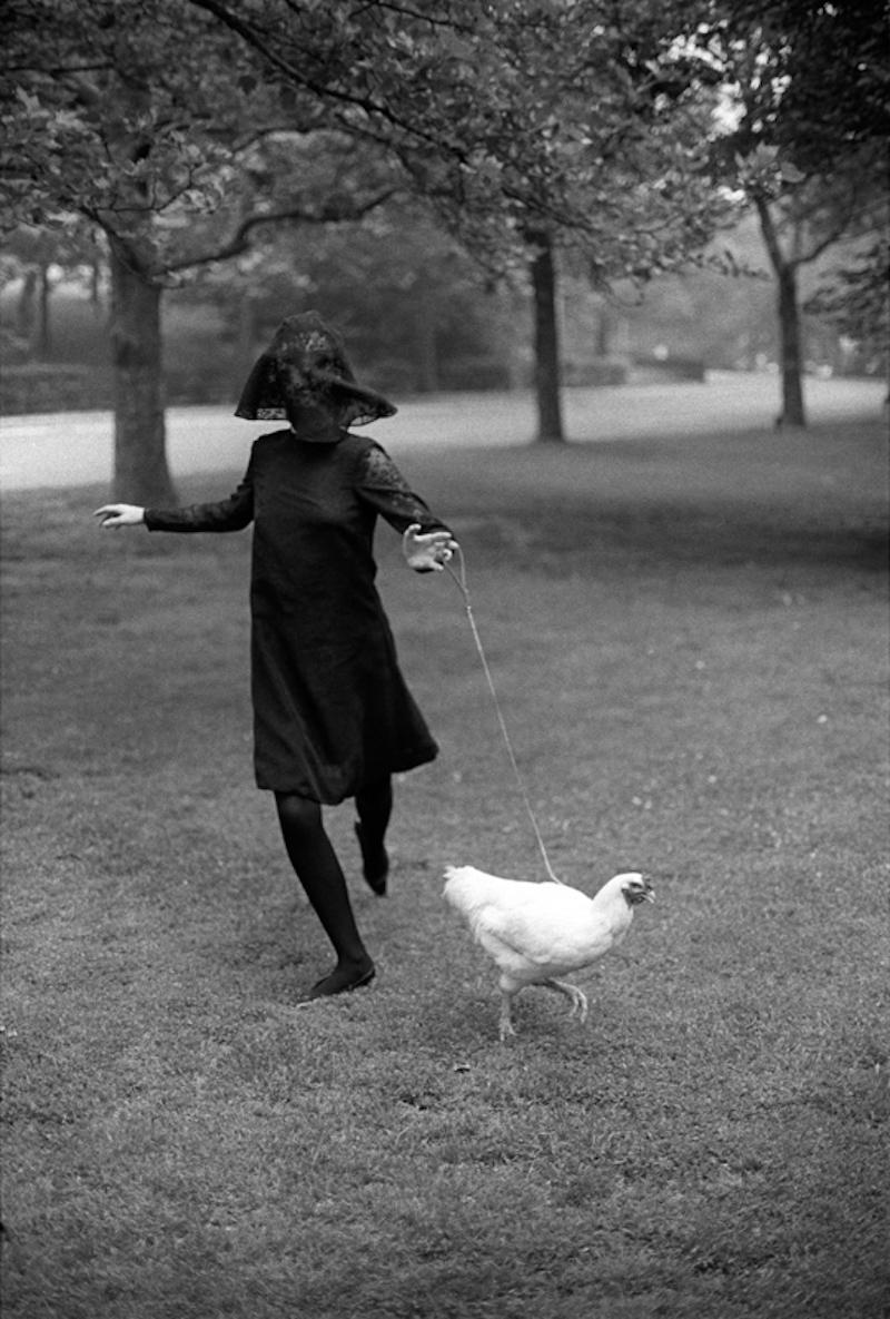 Pollo Fotografía