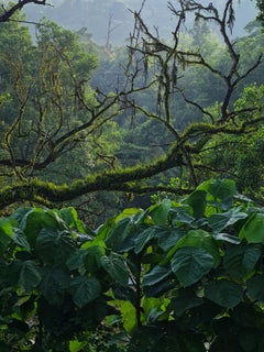 Zeitgenössische malaysische Fotografie von Jess Hon - Tief im tropischen Regenwald