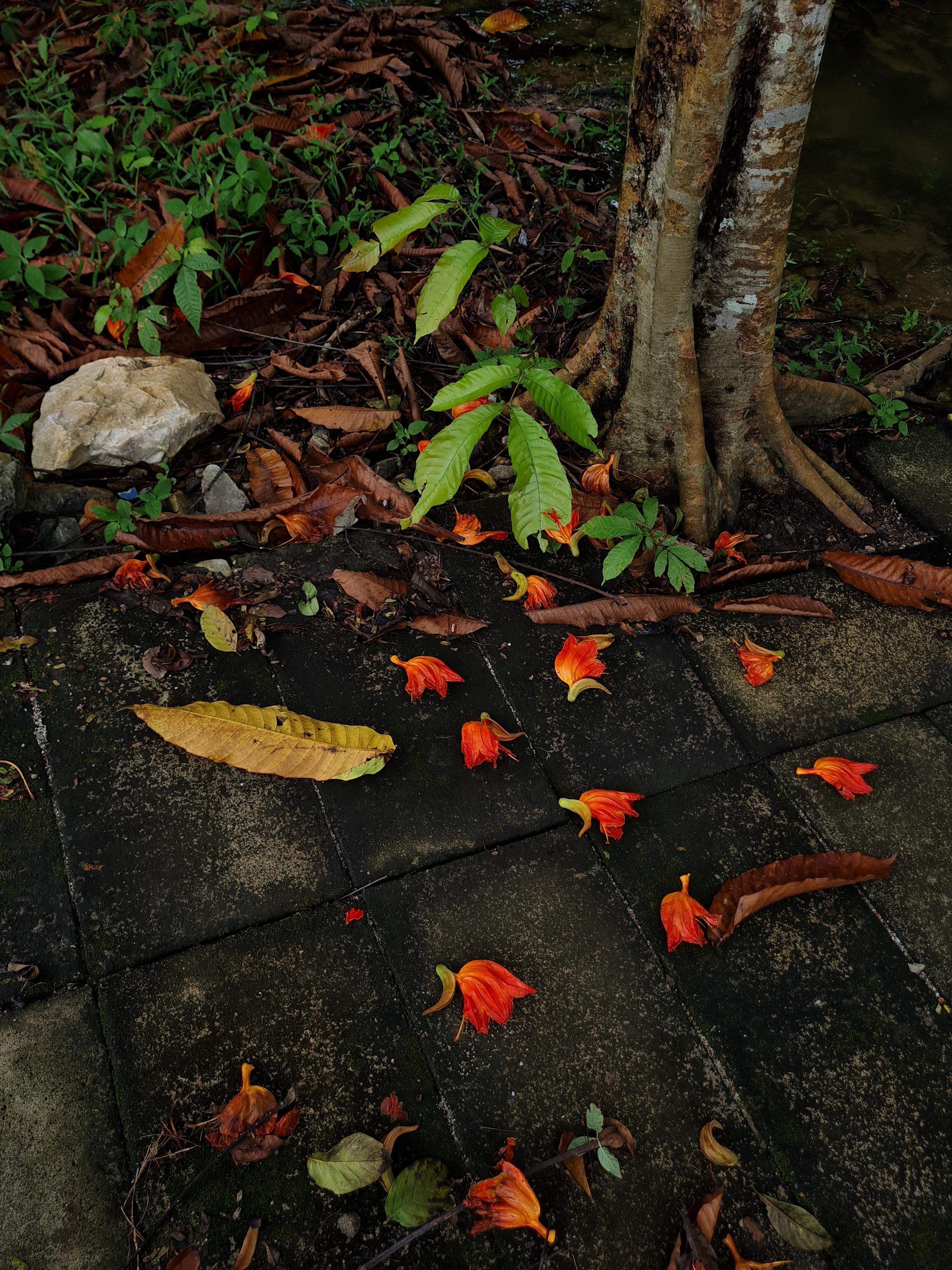 Malaysian Contemporary Photography by Jess Hon - Pretty Littered Walkway