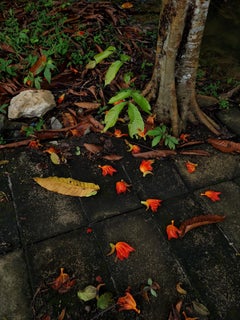 Malaysian Contemporary Photography by Jess Hon - Pretty Littered Walkway