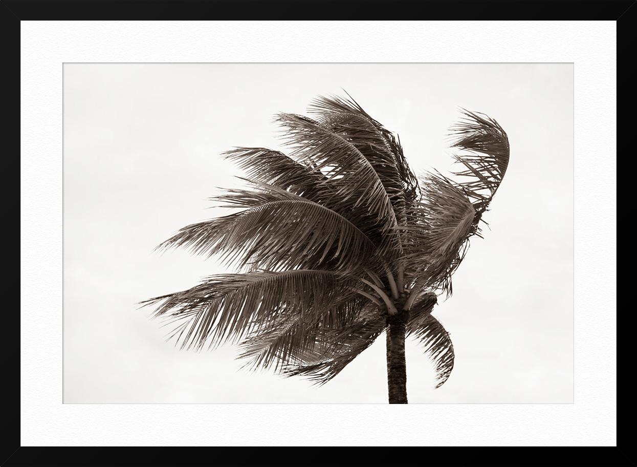 Tropical Breeze No3 - Gray Landscape Photograph by Jessica Cardelucci