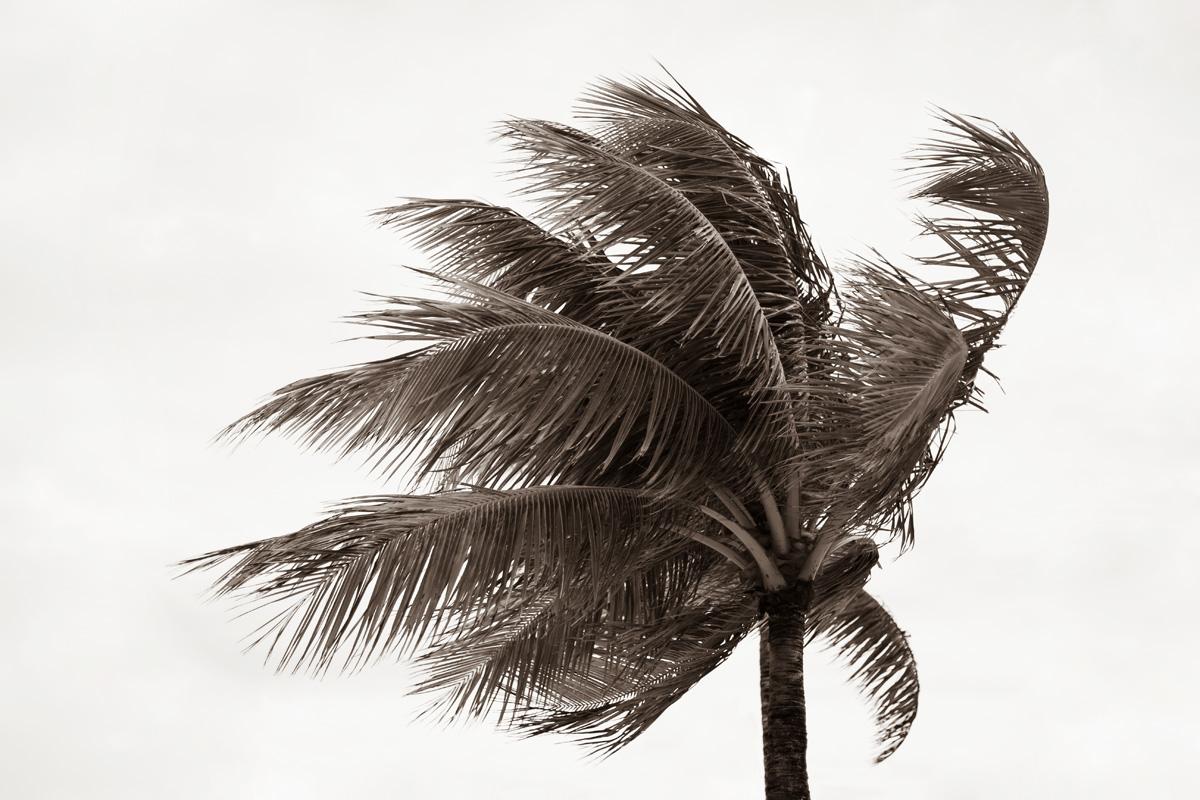 Jessica Cardelucci Landscape Photograph - Tropical Breeze No3