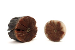 Reading Our Remains: Spine Fossils Small