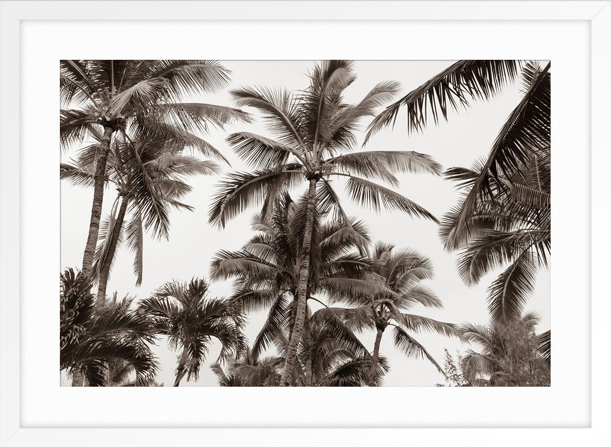 Tropical Breeze Nr.1 (Grau), Landscape Photograph, von Jessica Nugent