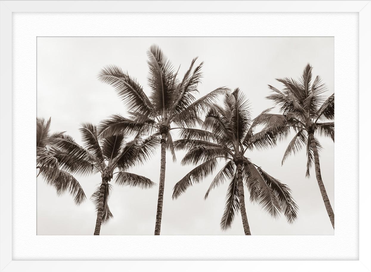 Tropical Breeze No2 (Grau), Black and White Photograph, von Jessica Nugent