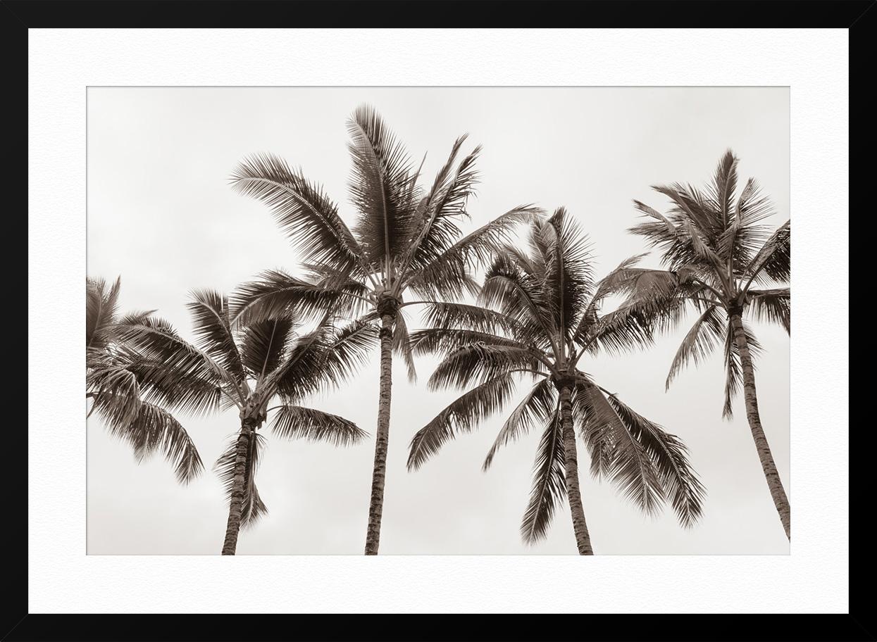 Tropical Breeze No2 - Gray Black and White Photograph by Jessica Nugent