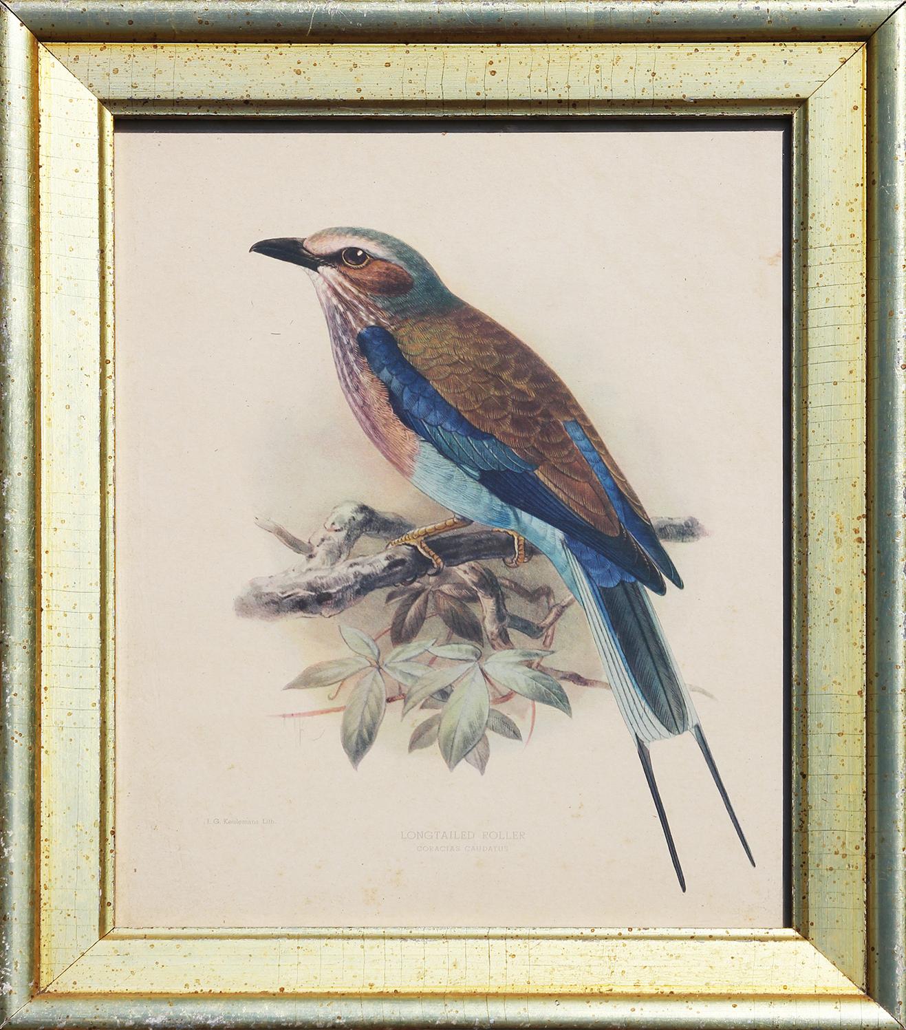 J.G. Keulemans Animal Print - "Longtailed Roller" Naturalistic Ornithological Lithograph of a Bird on a Branch