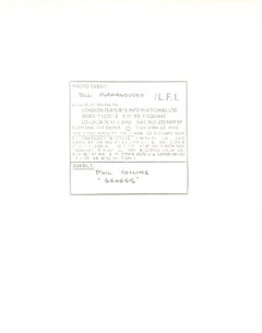 Phil Collins "Genesis" Vintage Original Photograph