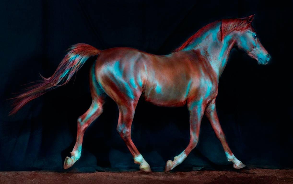 Jill Greenberg Color Photograph - Horse #173