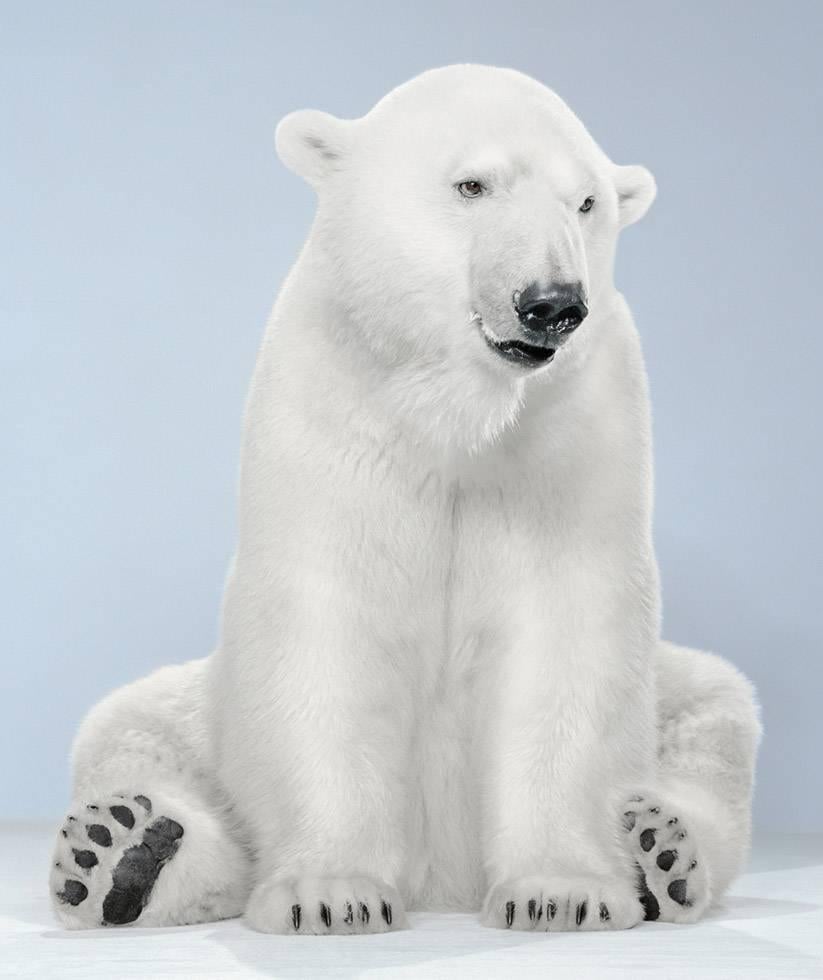Untitled (Ursine #21-9)