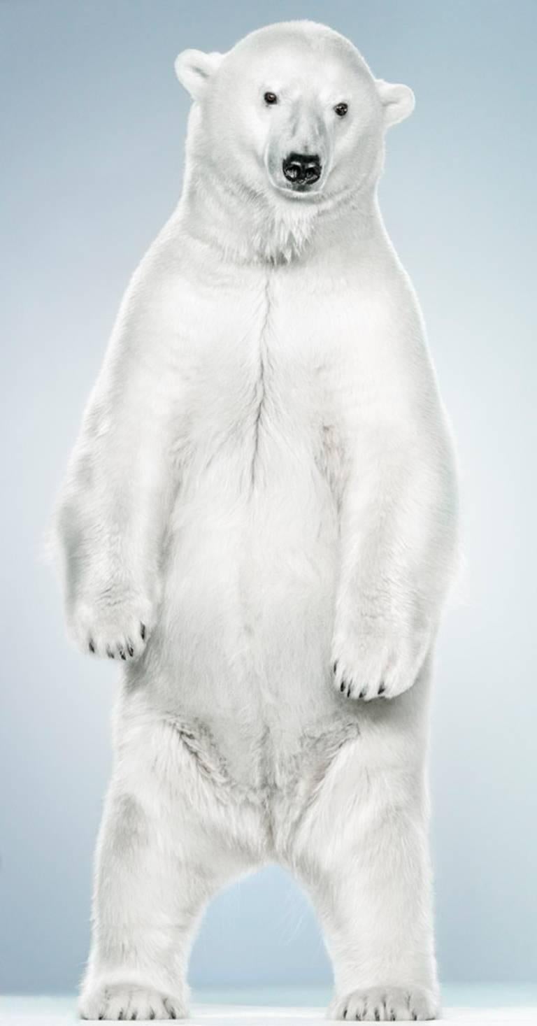 Untitled (Ursine #7-6)