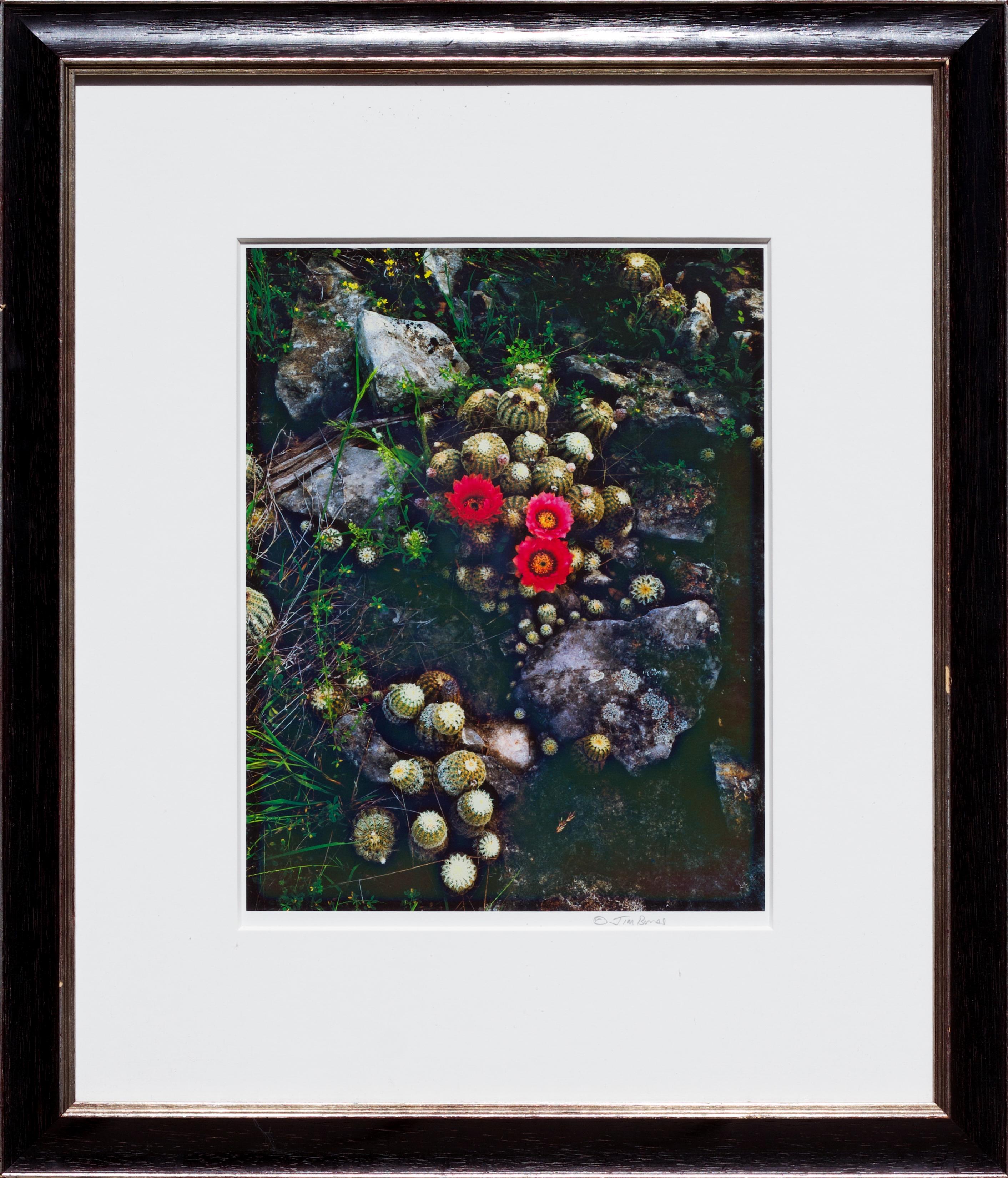 Spitzenkaktus – Photograph von Jim Bones