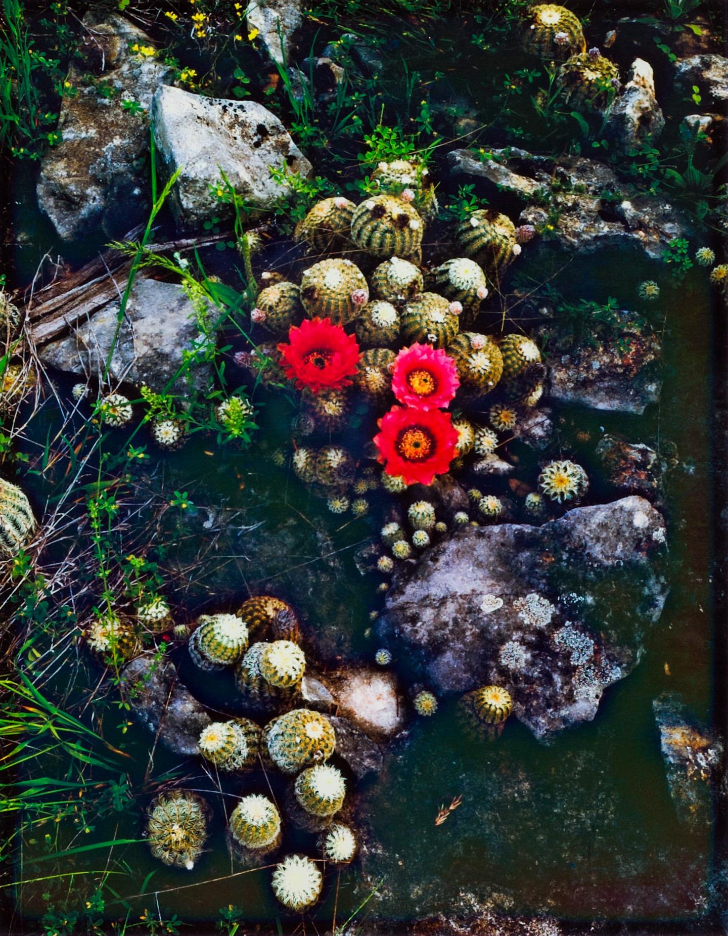Jim Bones Still-Life Photograph - Lace Cactus