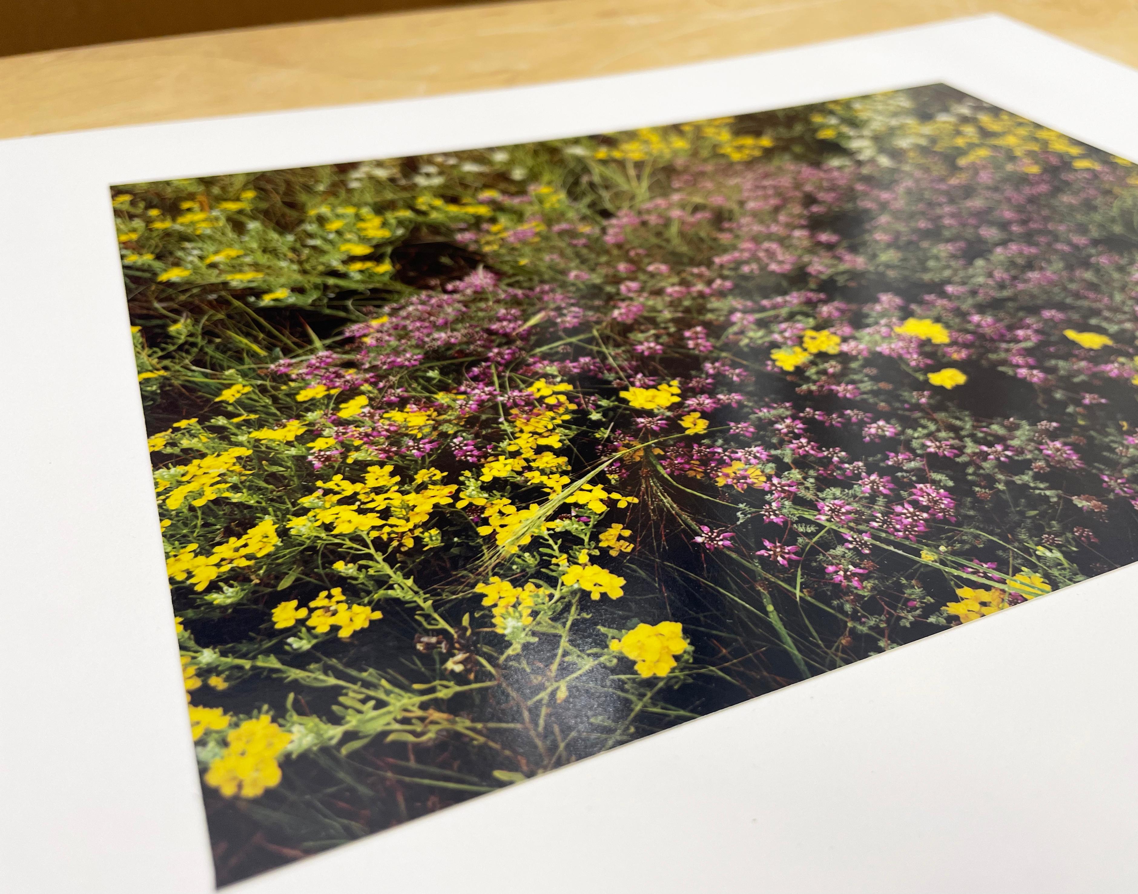 Purple Loco, Yellow Paper Daisy, White Dematis, Davis, Mountains, Texas is a limited edition color photograph depicting a close up of a colorful wildflower field. Floral, flora, plant

Edition 3 of 30
Signed in pencil on mount
Artist copyright,