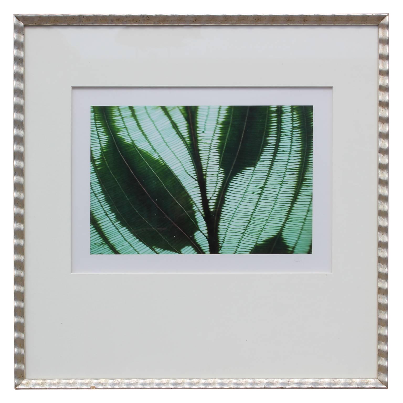 Botanisches Foto von durchscheinenden Blättern in der Sonne von Jim Laser, gerahmt und fotografiert 1998. Gerahmt in einem weißen Passepartout und einem dekorativen Rahmen. Etikett mit Künstlerinformationen auf der Rückseite.

Biografie des