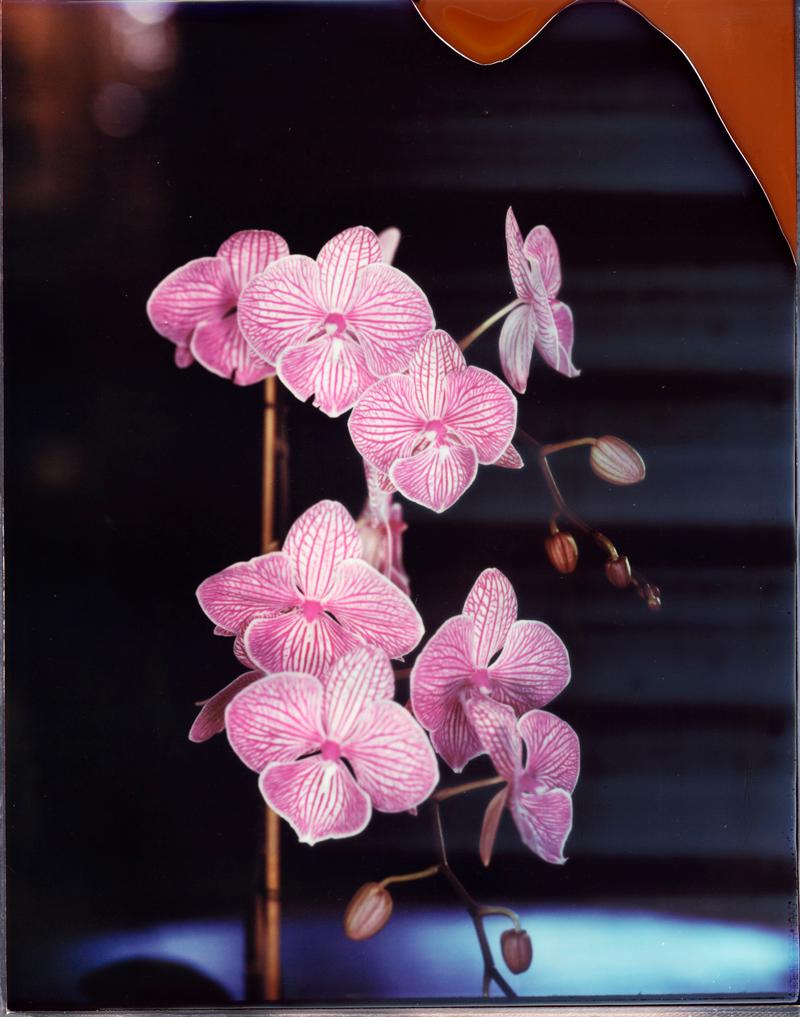Jim McHugh Still-Life Photograph - Red Orchid