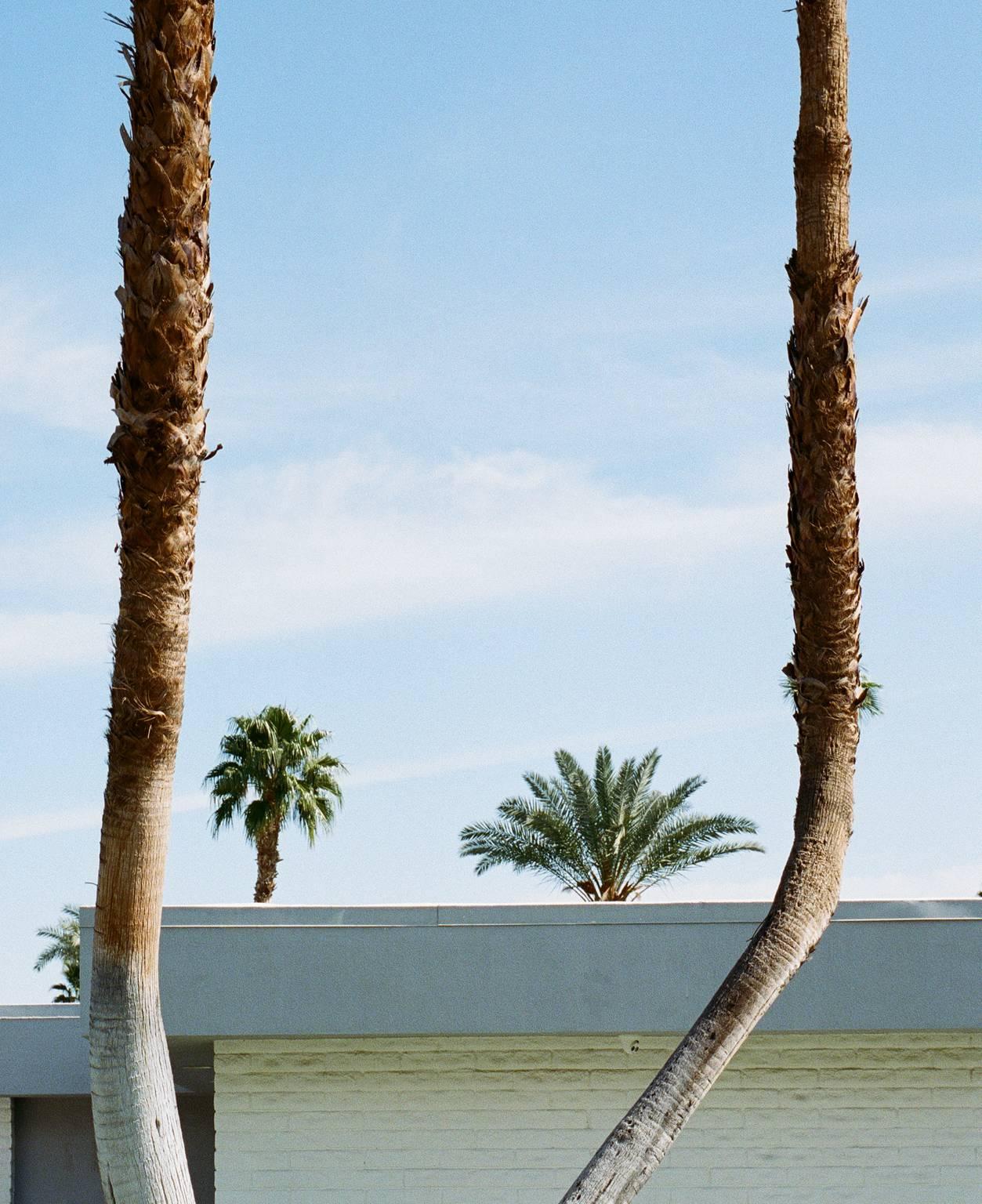 Palms - Photograph by Jim Ryce