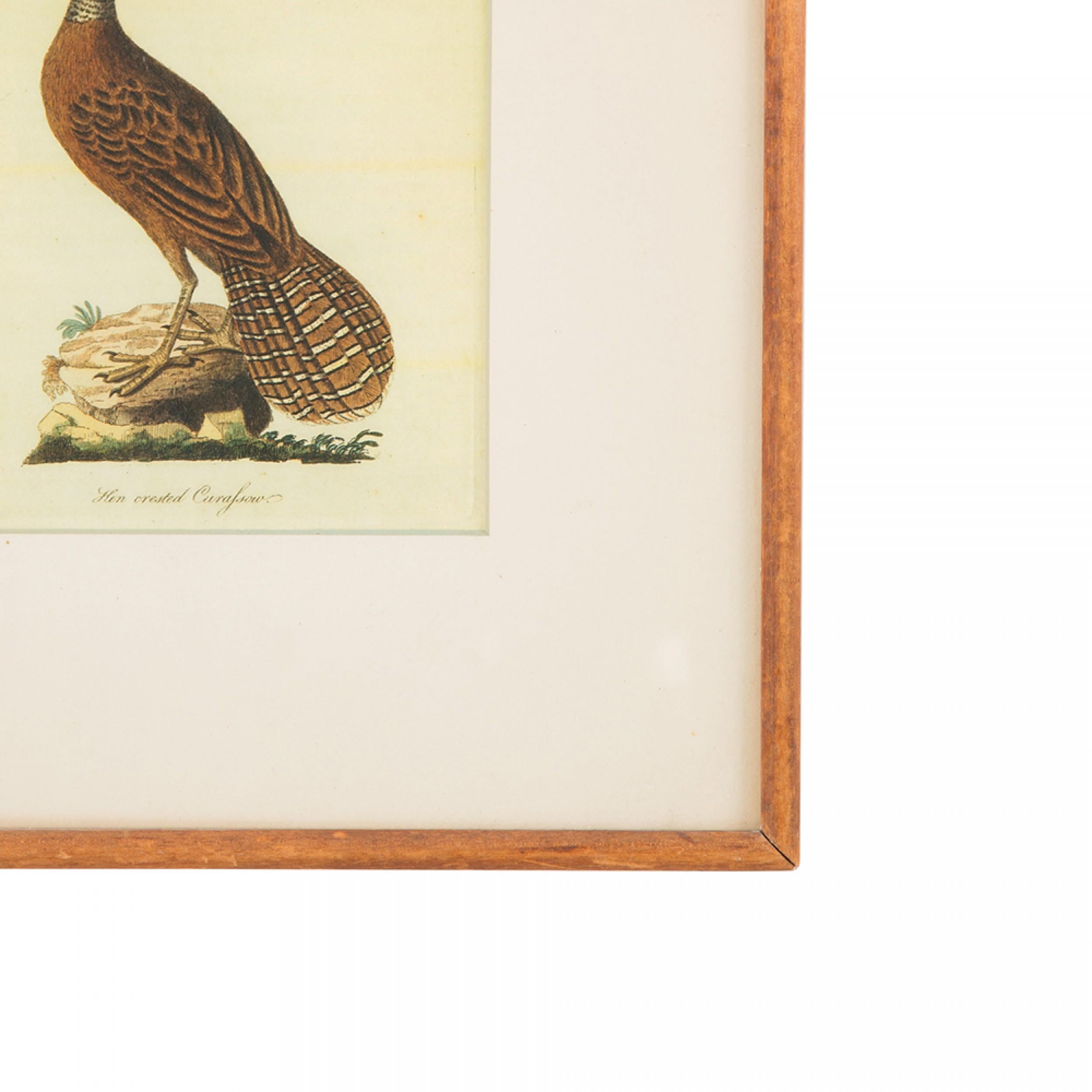 Vintage J.J. Handgemalter Audubon-Druck eines Haubenhuhns unter klarem Plexiglas in cremefarbenem Passepartout und rechteckigem Holzrahmen (Siehe auch: MP 2071K)