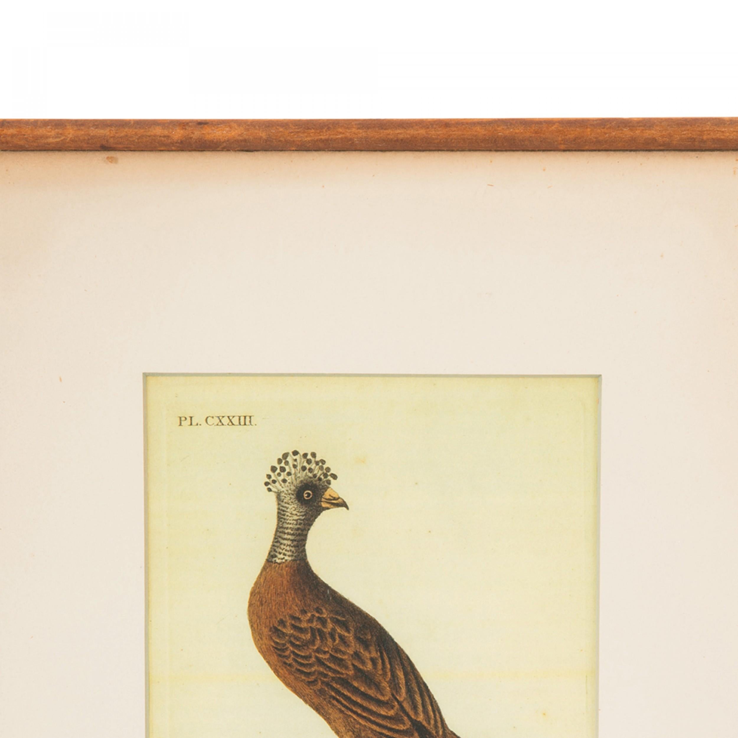 J.J. Audubon Haubenhuhn Farbdruck (Moderne der Mitte des Jahrhunderts) im Angebot