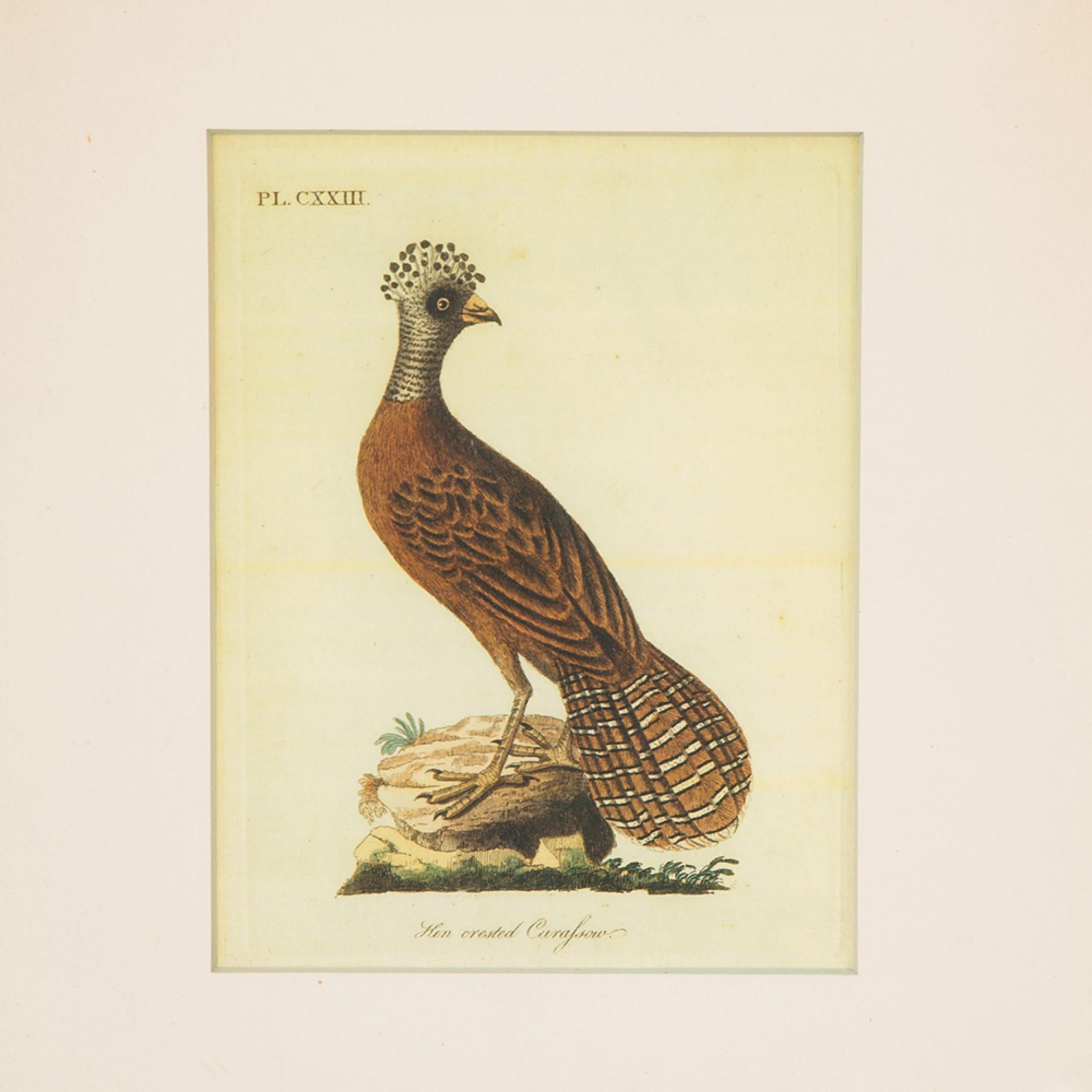 J.J. Audubon Haubenhuhn Farbdruck (amerikanisch) im Angebot