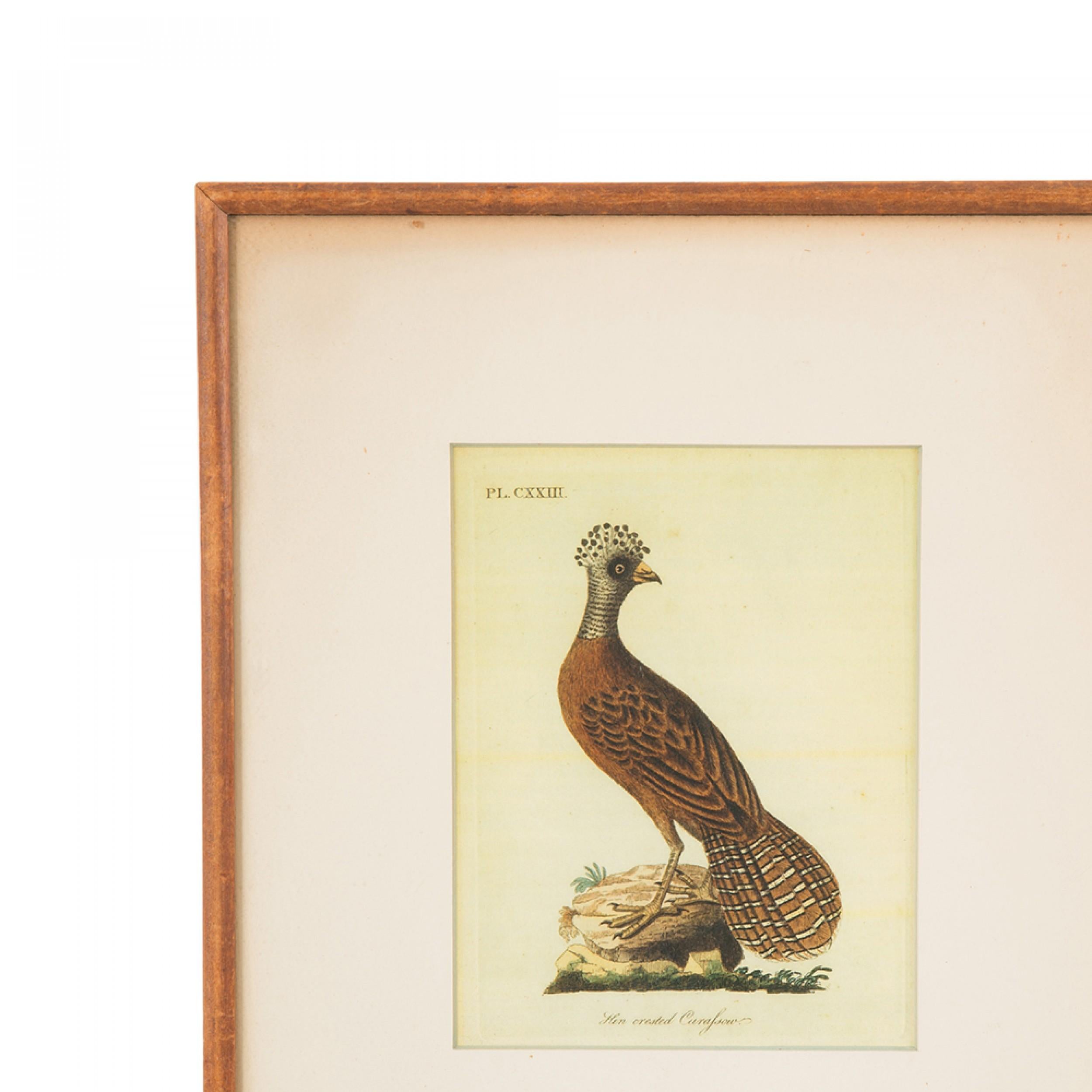 J.J. Audubon Haubenhuhn Farbdruck (Handbemalt) im Angebot