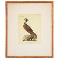 J.J. Audubon Crested Hen Color Print