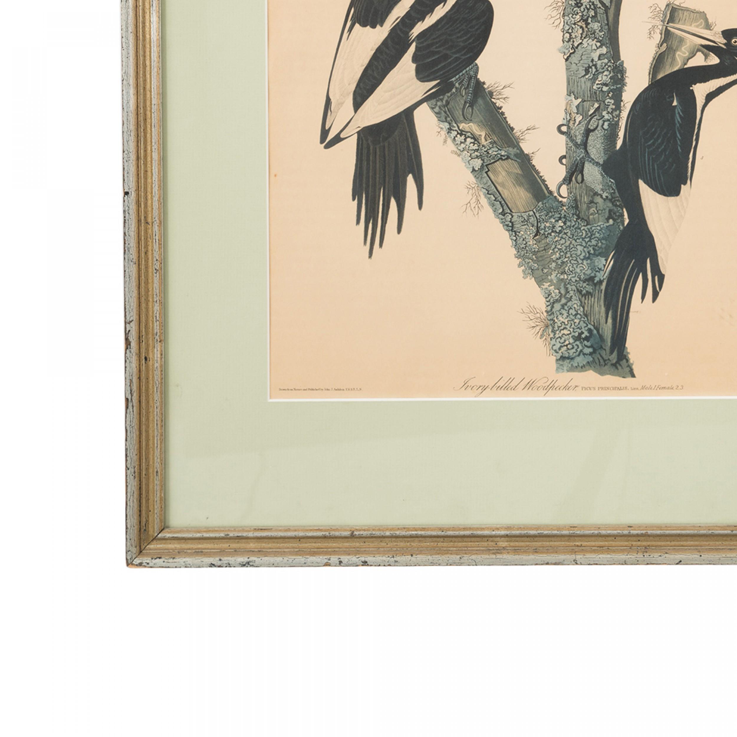 Vintage J.J. Audubon-Farbdruck von drei Elfenbeinspechten unter klarem Plexiglas in salbeigrünem Passepartout und grau lackiertem rechteckigen Holzrahmen