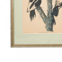 J.J. Audubon Woodpeckers Color Print