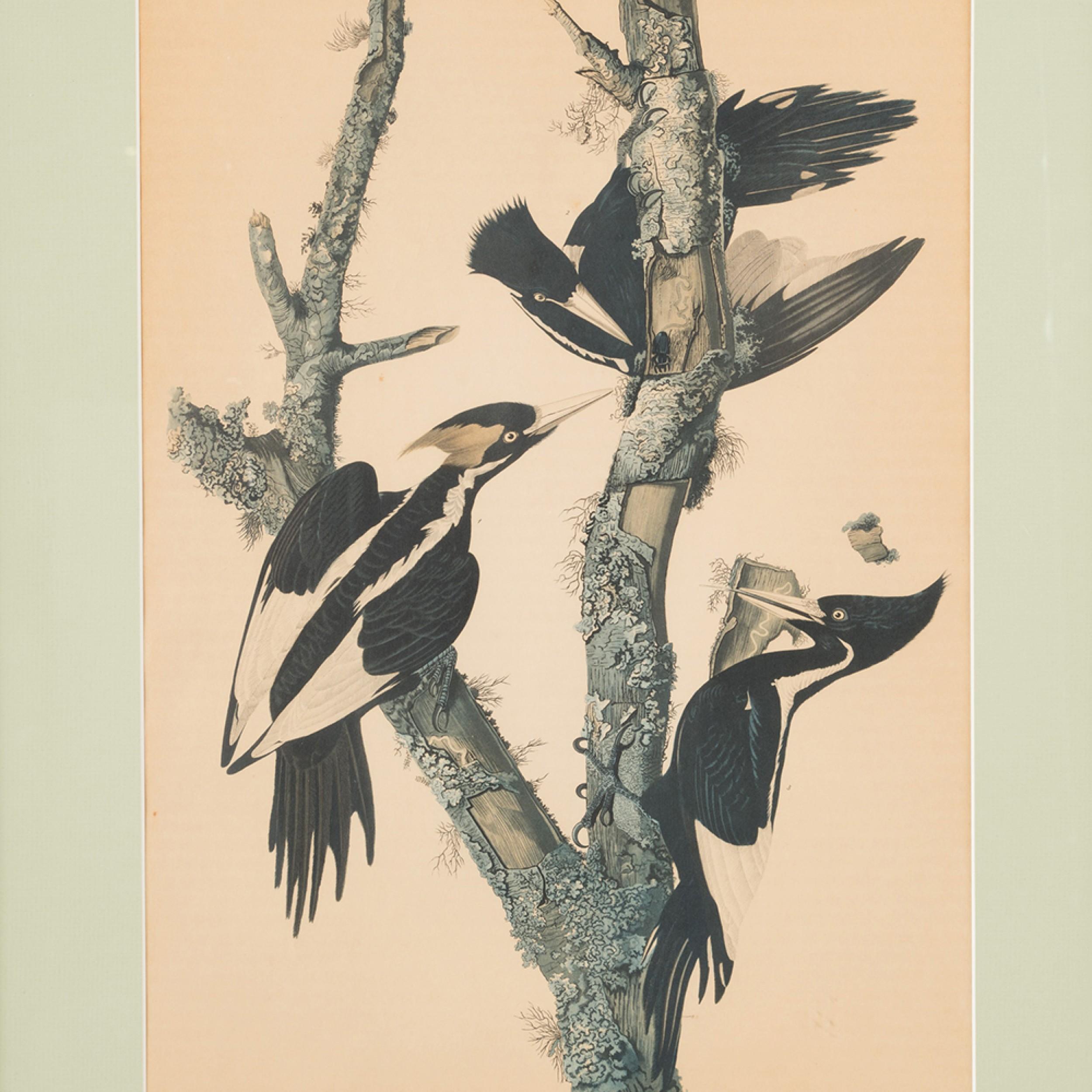 J.J. Audubon-Holzpeckers Farbdruck (Moderne der Mitte des Jahrhunderts) im Angebot