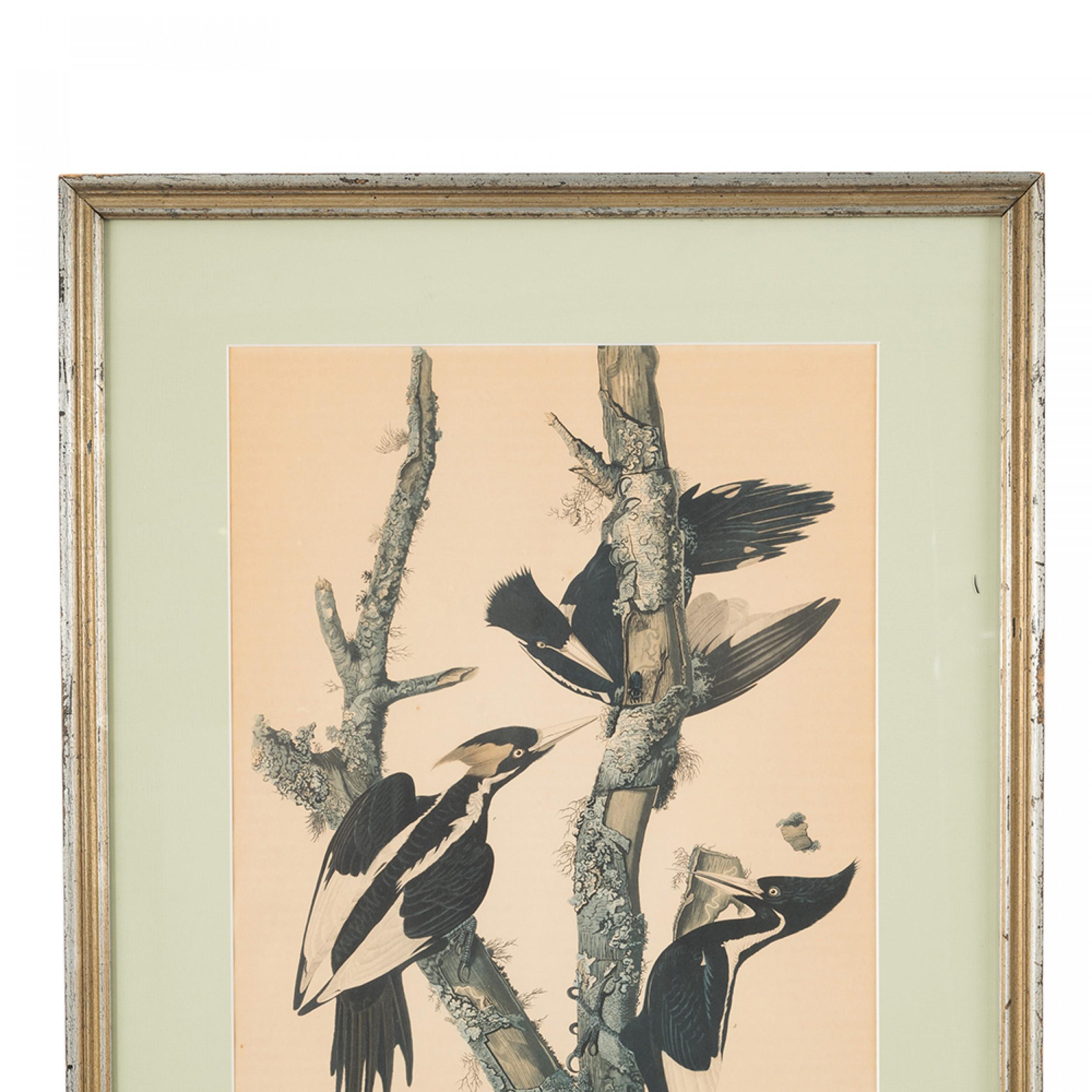 J.J. Audubon-Holzpeckers Farbdruck (Unbekannt) im Angebot