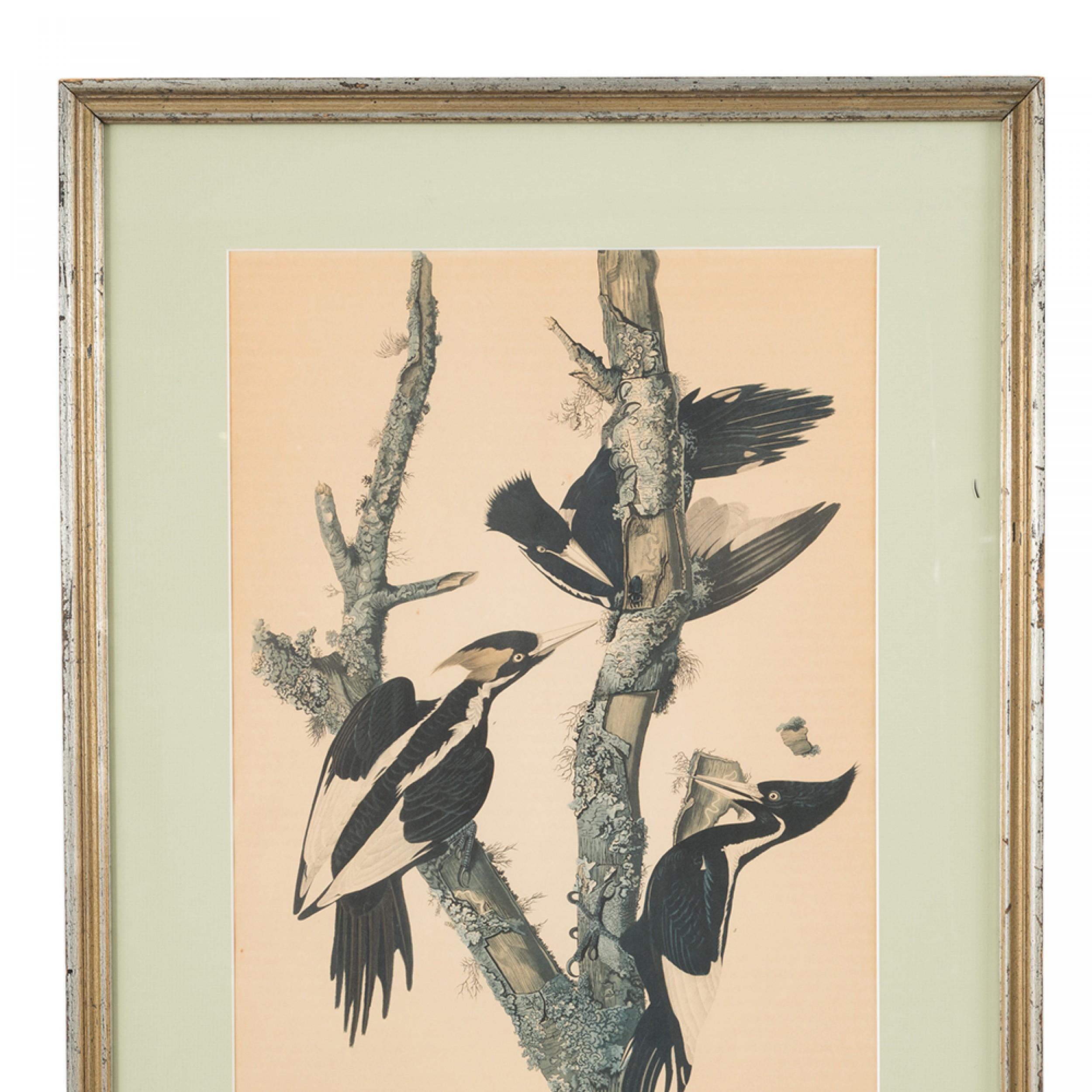 J.J. Audubon-Holzpeckers Farbdruck (Handbemalt) im Angebot