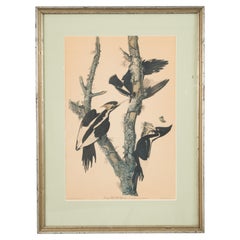 J.J. Audubon Woodpeckers Color Print