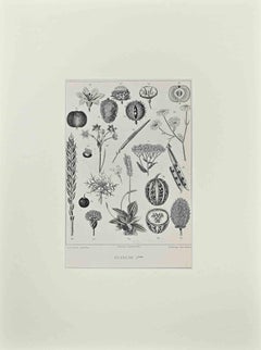 Les Fleurs Animes - Original-Lithographie von J.J. Grandville  1847