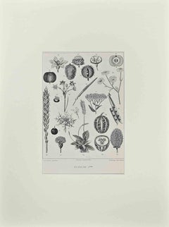 Les Fleurs Animées - Original Lithograph by J.J. Grandville - 1847