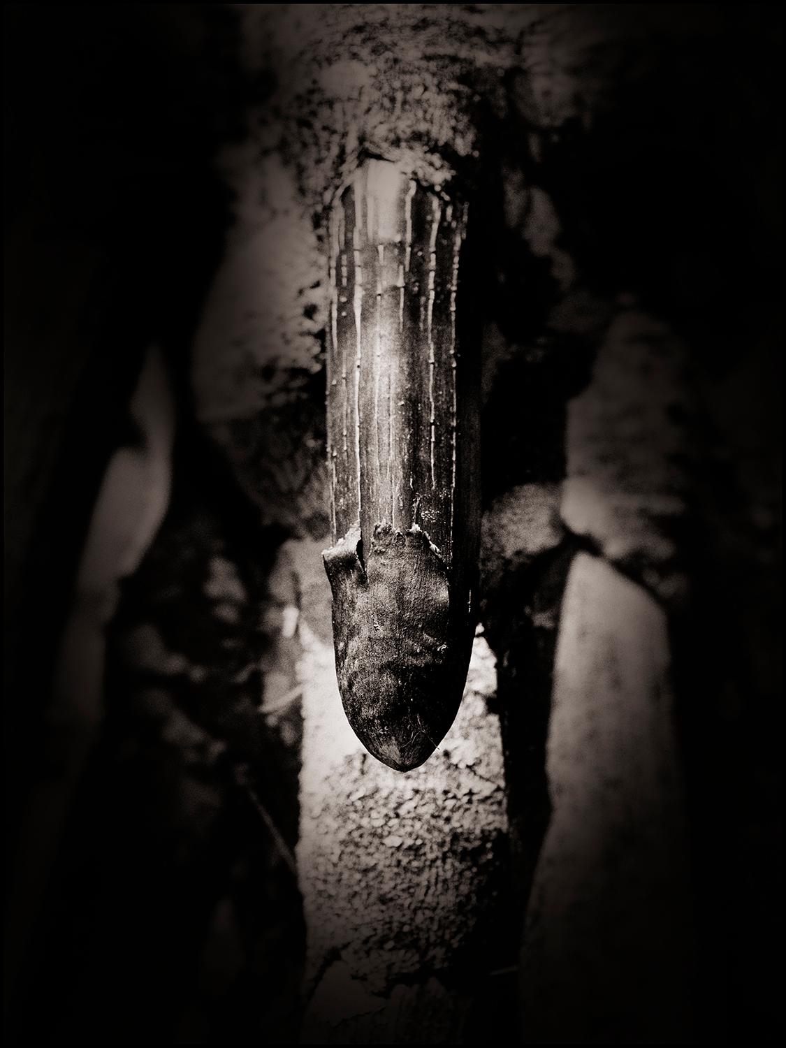 Adams + Eve by JJK, Fotografia, Edizione limitata, Coco de Mer, Seychelles in vendita 1