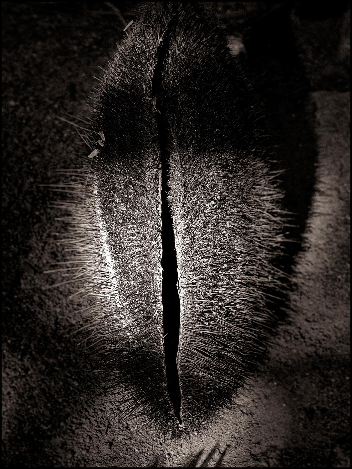 Adams + Eve by JJK, Fotografia, Edizione limitata, Coco de Mer, Seychelles in vendita 2